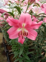 [5164 Labrador No01.JPG]